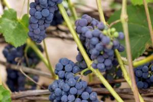 Виноград неукрывной 