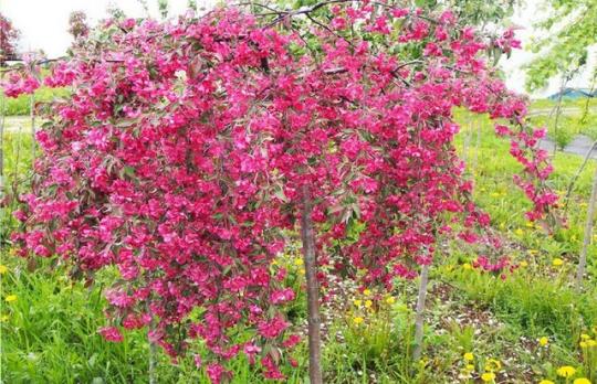 Яблоня декоративная красноцветковая зонтичная от Котова