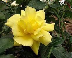 Роза флорибунда 