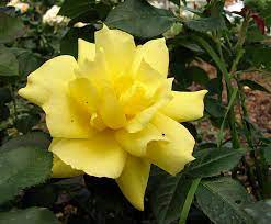 Роза флорибунда 