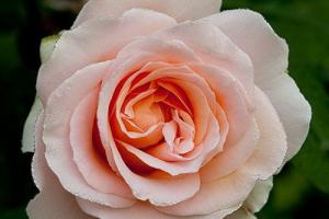 Роза чайно-гибридная 