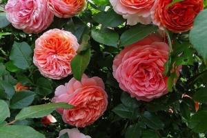 Роза шраб  