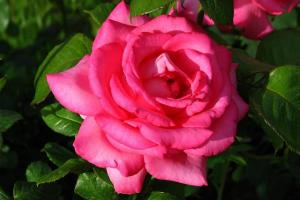 Роза чайно-гибридная 
