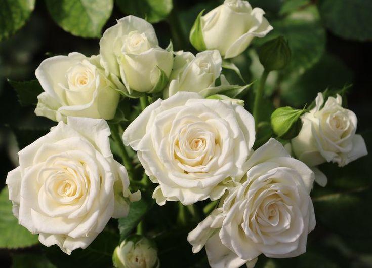 Роза белый спрей фото и описание