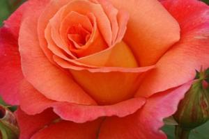 Роза грандифлора 
