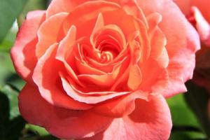 Роза шраб 