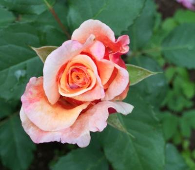 Роза грандифлора 