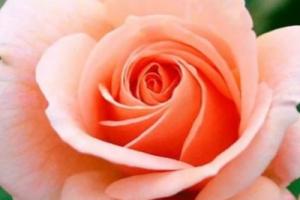 Роза флорибунда "Гейша"